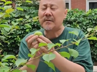 腾格尔连续五年挑战自家酸杏 发布魔性新歌《咱家的杏》！