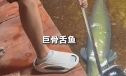 男子在家中建10米长鱼缸养巨骨舌鱼 表示有点刹不住车了！