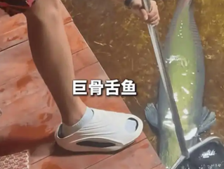 男子在家中建10米长鱼缸养巨骨舌鱼 表示有点刹不住车了！