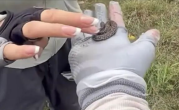 驴友爬山捡幼蛇轮流上手抚摸 专家：系短尾蝮蛇 有剧毒！